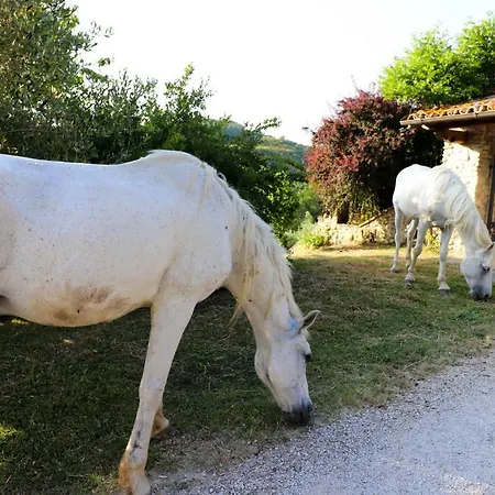 La Tana Città di Castello